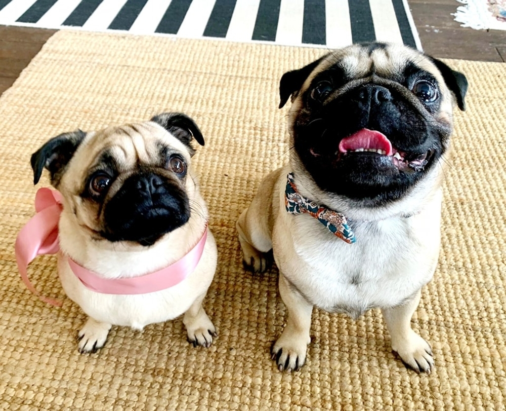can-my-dogs-get-married